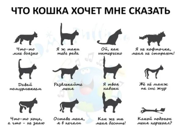 Как понять чего хочет кошка