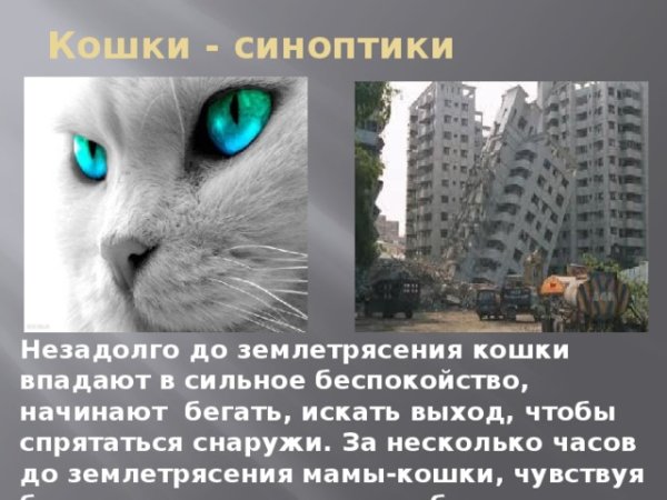 Животные предсказывающие землетрясения