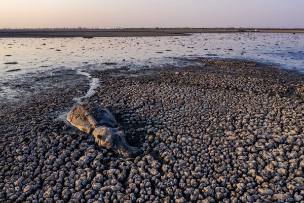 Озеро нгами которое открыл Ливингстон