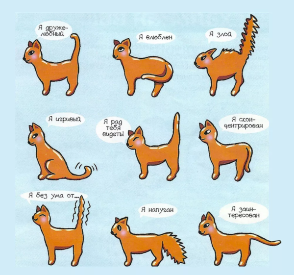 Кошкин хвост Геншин