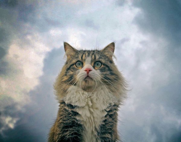 Кот на ветру