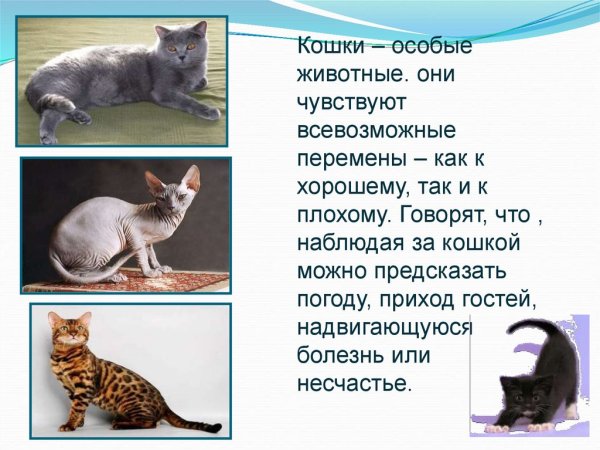 Животные и растения предсказатели