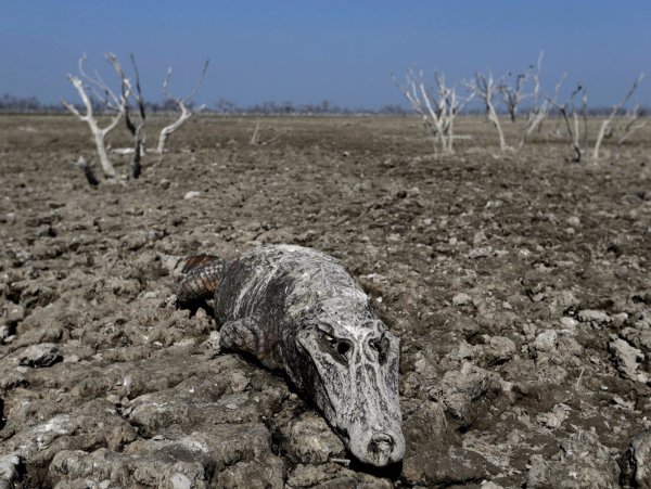 Мертвая природа