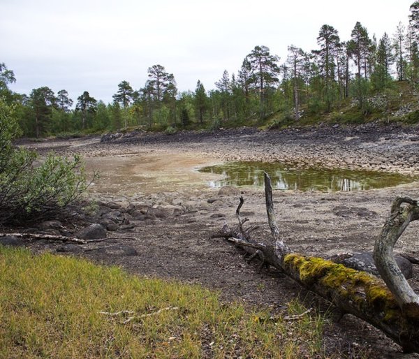 ОСУШИЛИ болото обмелела река