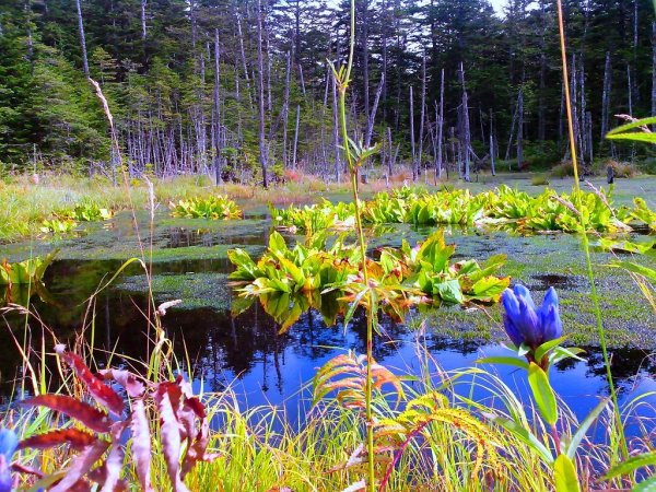 Колдовское озеро в лесу