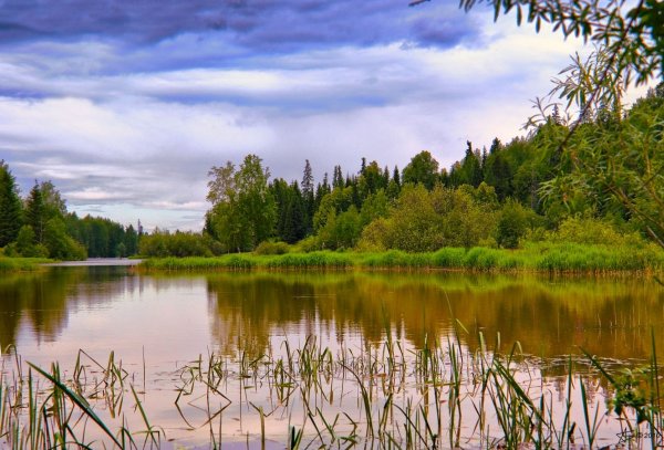 Река Луга Кингисеппский район