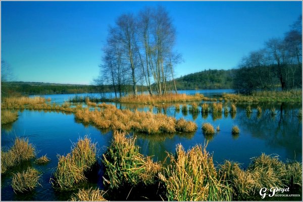 Болото в лесу фото