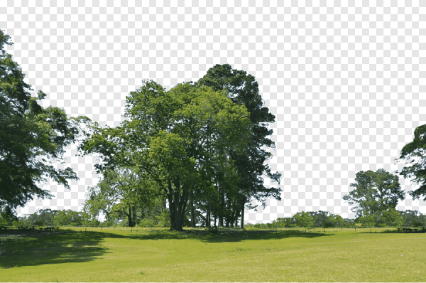 Деревья для рендера