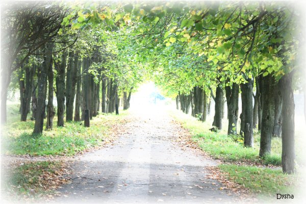 Апрельская аллея