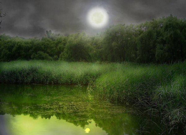 Ночное болото