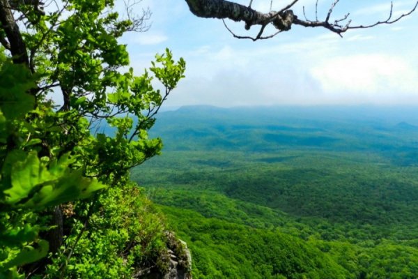Заповедник земля леопарда Приморский край