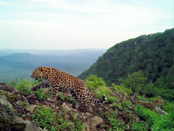 Дальневосточный леопард национальный парк земля леопарда