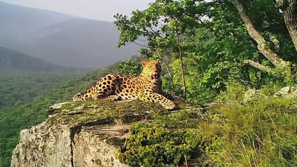 Национальный парк земля леопарда Приморский край