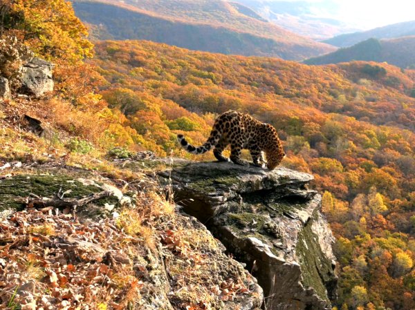 Хасанский район земля леопарда