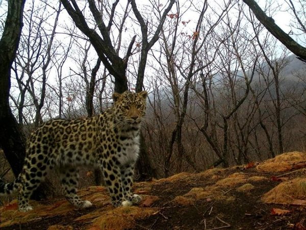 Земля леопарда национальный парк