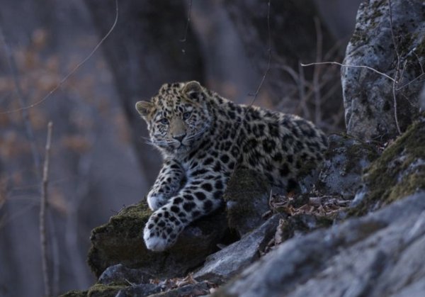 «Земля леопарда» и «Кедровая Падь»