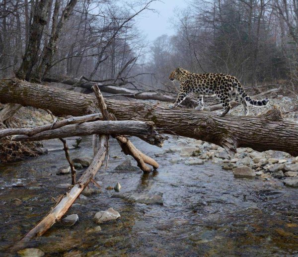 Владивосток национальный парк