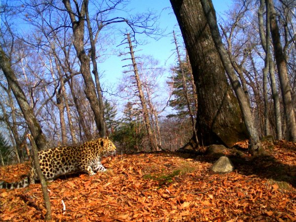 Леопардовый заповедник в Приморье