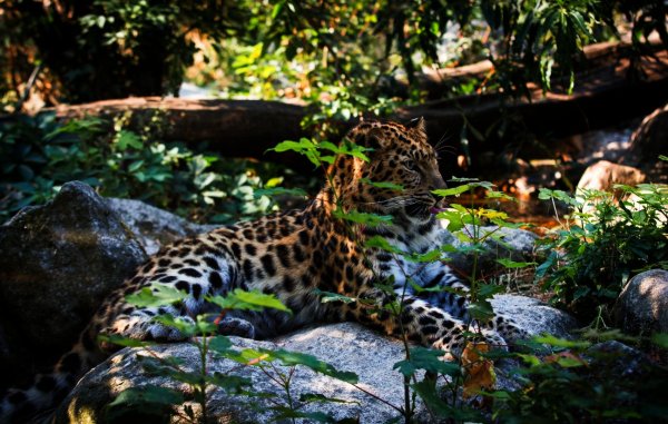 Дальневосточный леопард национальный парк земля леопарда