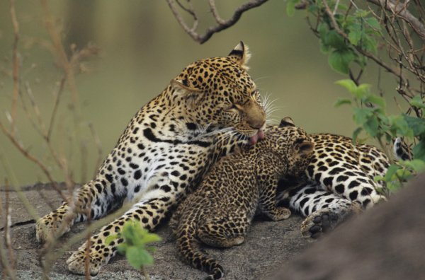 Национальный парк земля леопарда Приморский край