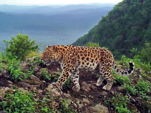 Национальный парк «земля леопарда» (Приморье).