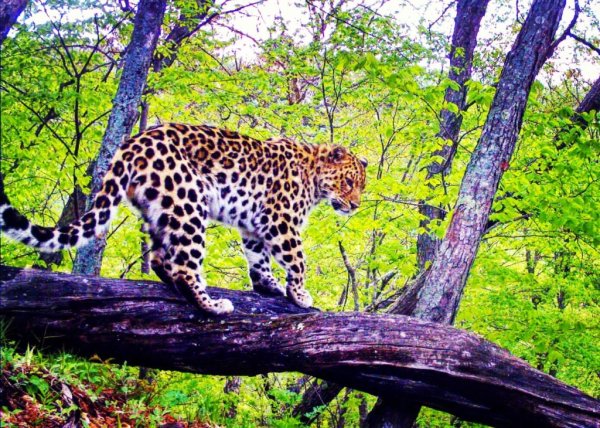 Национальный парк земля леопарда Владивосток