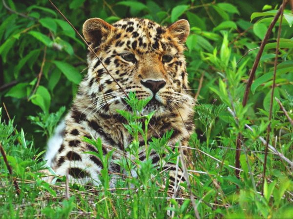 Земля леопарда национальный парк