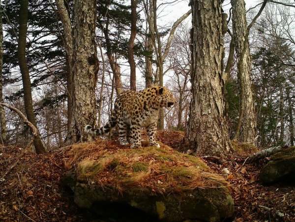 Земля леопарда национальный парк
