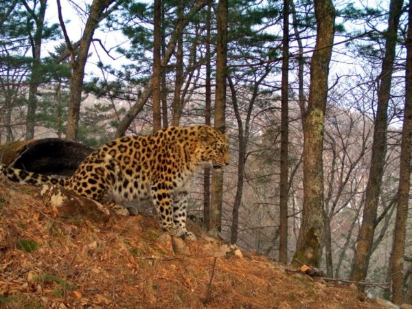 Земля леопарда национальный парк