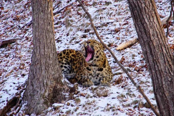 Дальневосточный леопард Павлишин