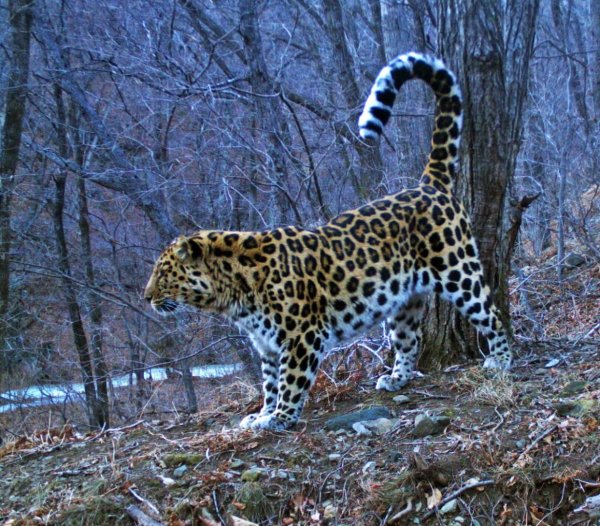 Дальневосточный леопард Кедровая Падь