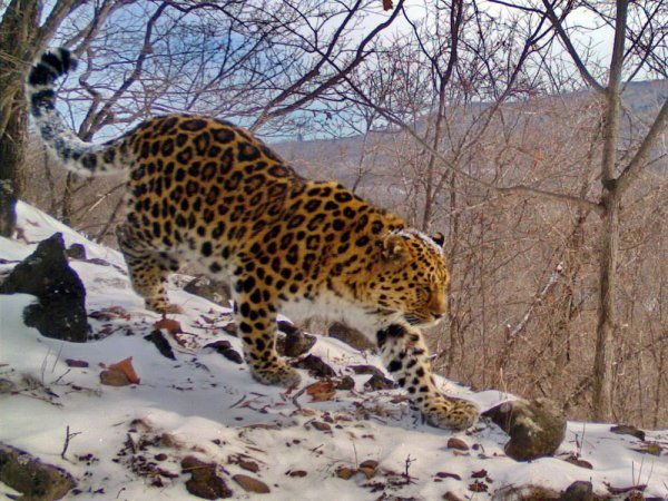 Дальневосточный леопард заповедник