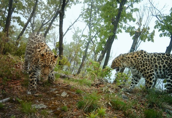 Дальневосточный леопард Кедровая Падь