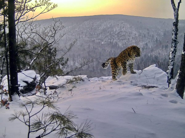 Леопард в тайге