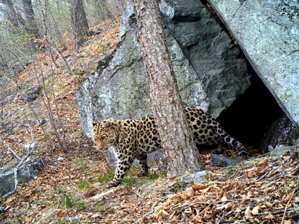 Заповедник Кедровая Падь леопард