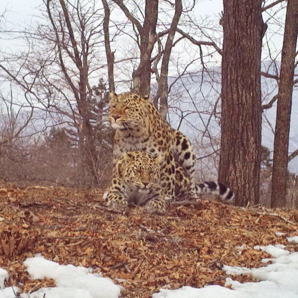 Дальневосточный леопард фотоловушка