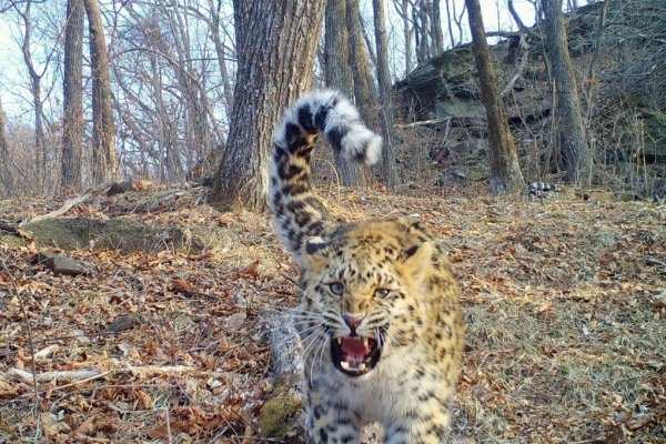 ФГБУ земля леопарда