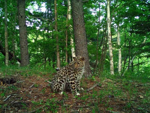 Леопард в тайге