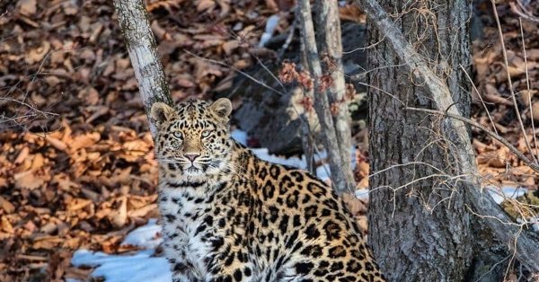 Земля леопарда национальный парк
