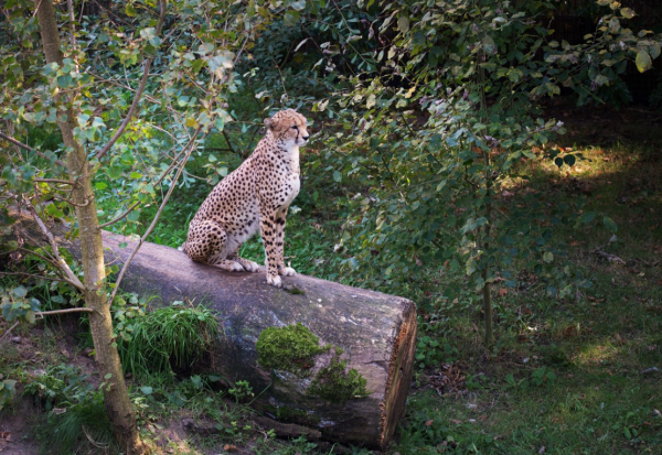 Земля леопарда национальный парк