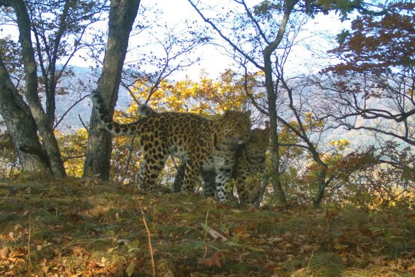 Дальневосточный леопард национальный парк земля леопарда