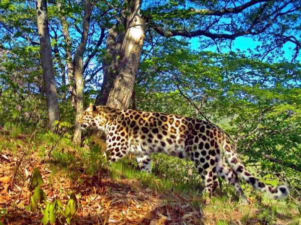 Земля леопарда национальный парк