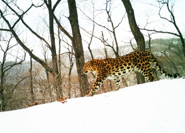 Национальный парк земля леопарда Владивосток
