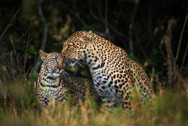 Заповедник Масаи Мара леопард