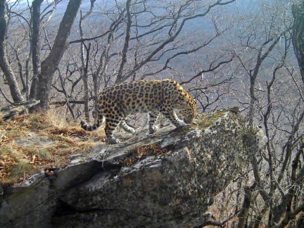 Нацпарк земля леопарда