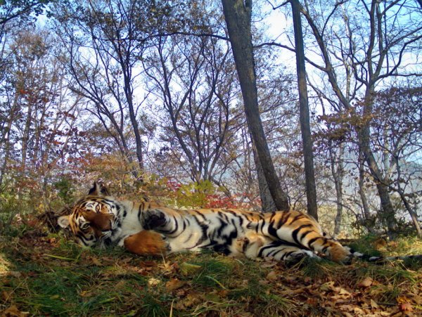 Национальный парк Амурский тигр