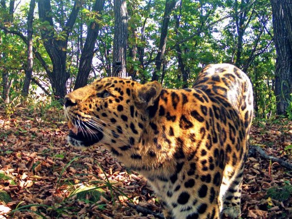 Дальневосточный леопард Кедровая Падь