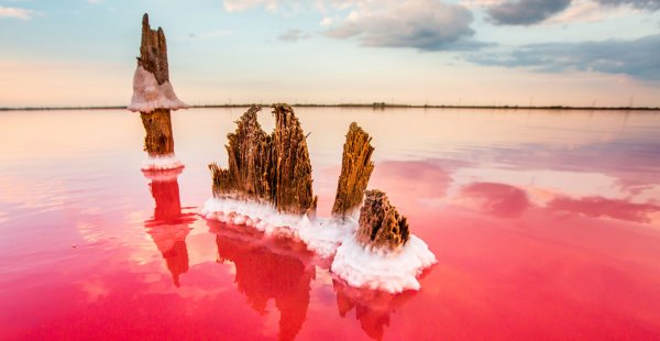 Сасык Сиваш водоросли
