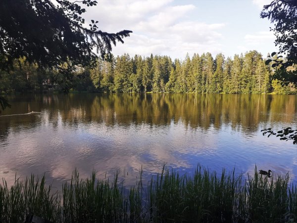 Лебяжье озеро Дубна