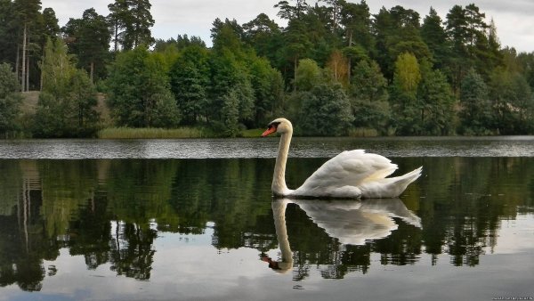 Светлогорск озеро тихое лебеди